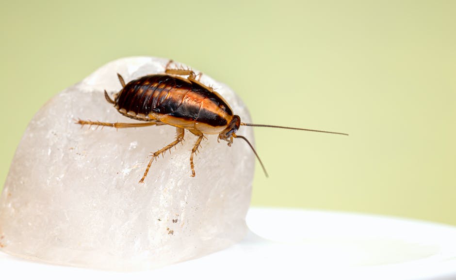 cockroach — 蜚蠊