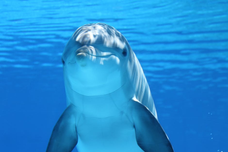 dolphin (or other small toothed whales, such as porpoises, belugas, etc.) — 海豚