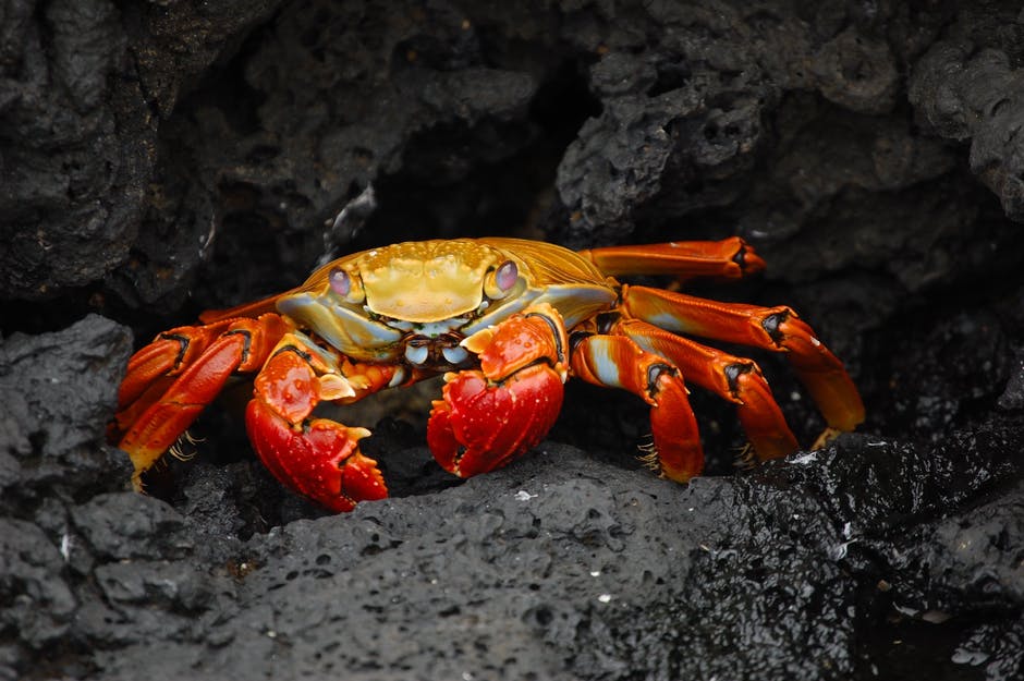 crab — 蟹