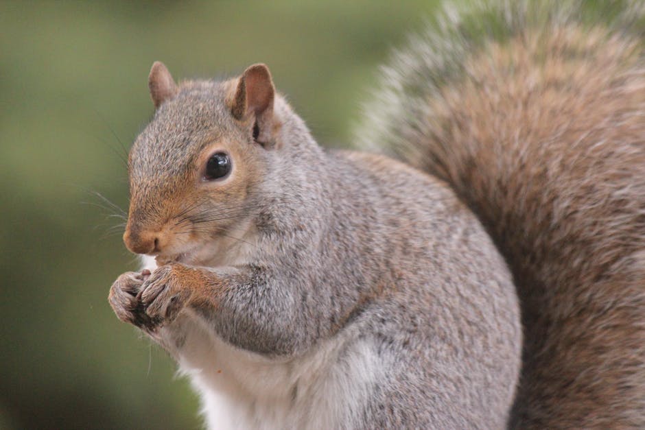 squirrel (any mammal of family Sciuridae) — 栗鼠