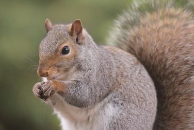 squirrel (any mammal of family Sciuridae) — 栗鼠