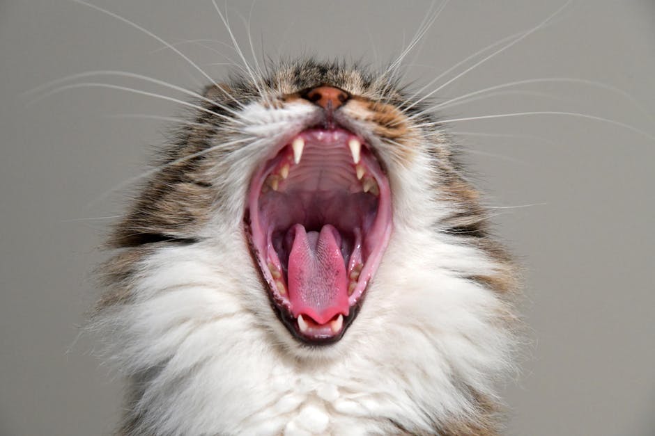 yawn; yawning — 欠伸