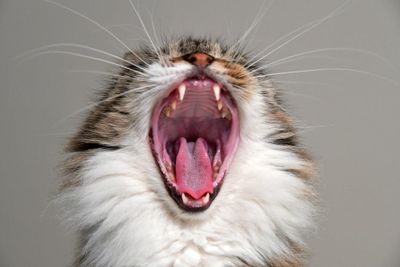 yawn; yawning — 欠伸
