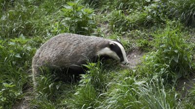 badger — 穴熊