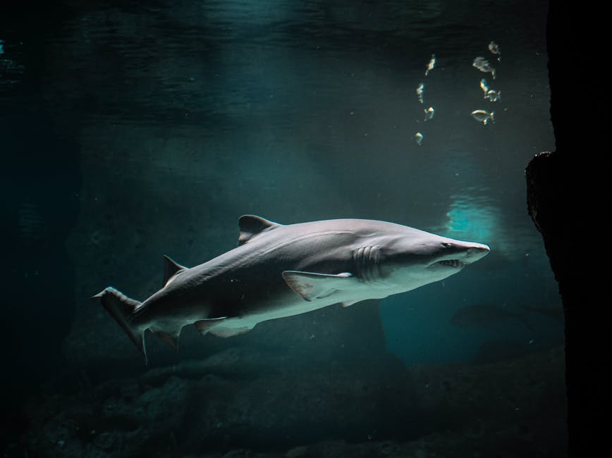 shark — 鮫