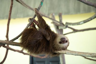 lazy person; lazy fellow; slothful person — 怠け者