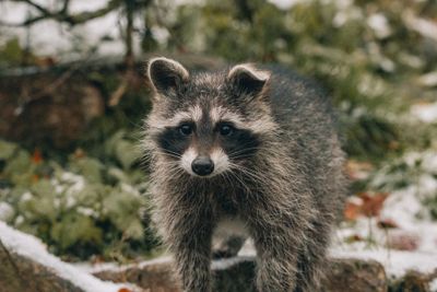 tanuki (Nyctereutes procyonoides); raccoon dog — 狸