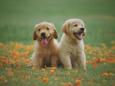 doggie; pooch; bow-wow — ワンちゃん