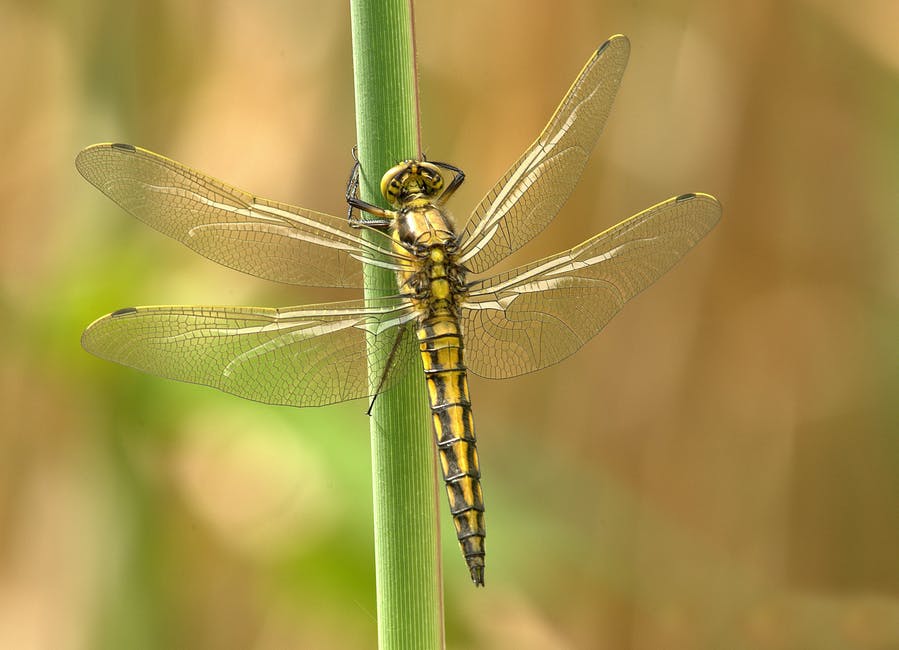 dragonfly — 勝ち虫